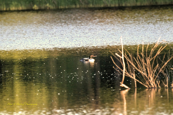 Loon protecting the nest
