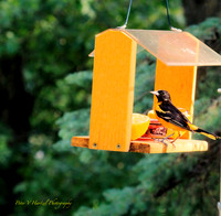 Baltimore oriole-standing proud