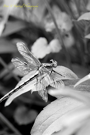 Black Saddlebags- B+W photographic_PVH
