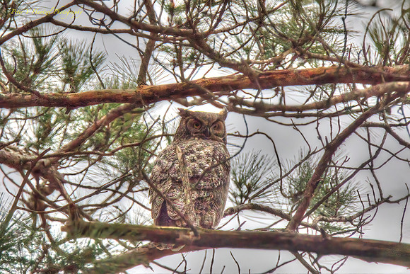 Great Horned Owl-painted filter