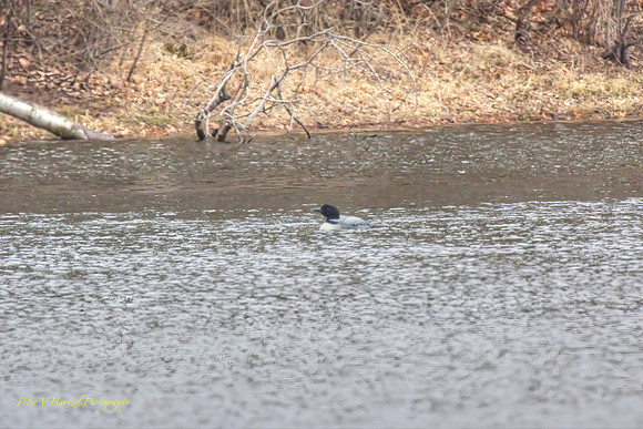 Loon in pond