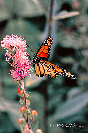 Majestic Monarch Butterfly warming filter -soft light PVH-High res