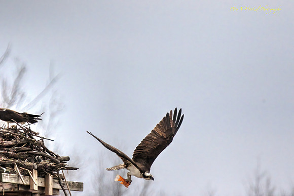 Osprey-darting out after lunch Lake Elmo