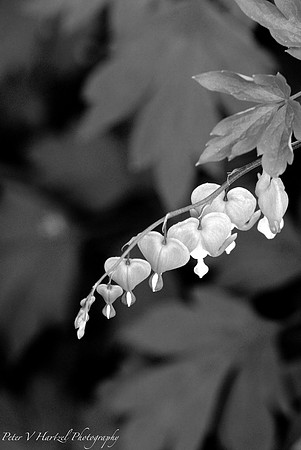 Bleeding Hearts-B&W