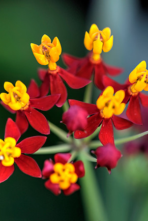 Dancing Flowers-PVH