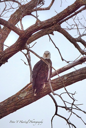 The Watcher
