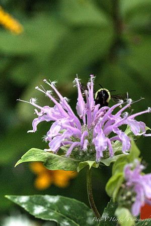 Bee in thistle