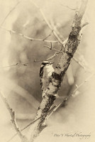 Perched Hairy woodpecker-old style