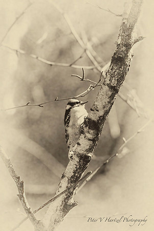 Perched Hairy woodpecker-old style