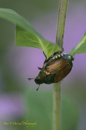 Japanese Beatle
