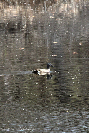 Blue-Winged Teal