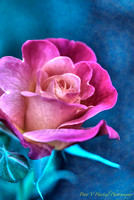 Creative Rose-soft light-SharpenAI-Motion-DeNoiseAI-severe-noise_001