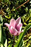 Purple Tulip-PVH