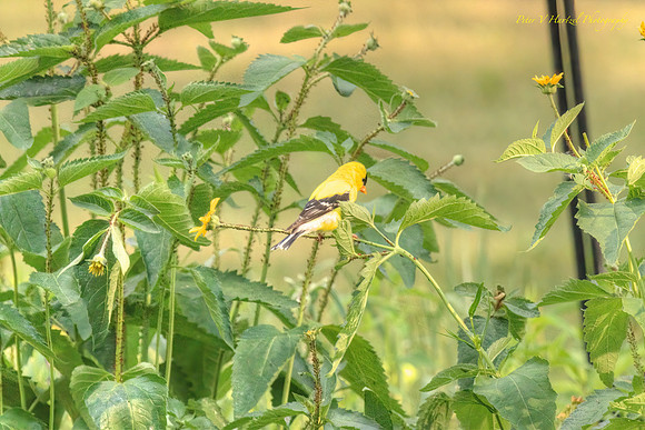 Golden goldfinch