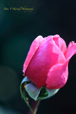 The Rose-soft light