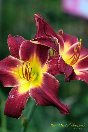 Day lilies-Burgundy and yellow