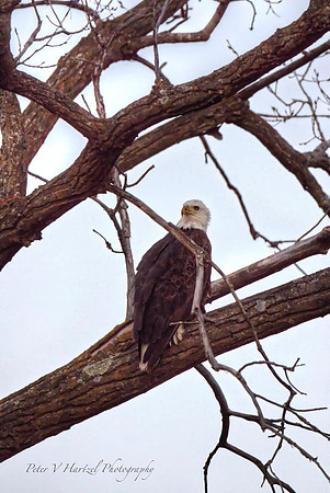 Bald Eagle, smooth light-PVH.jpg