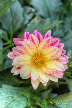 Pink and white flower artistic View