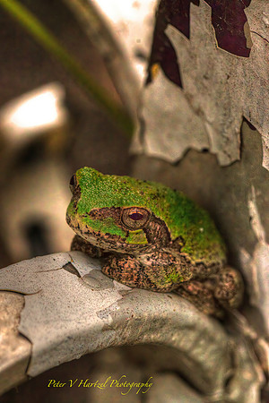 Tree Frog-painted and warming