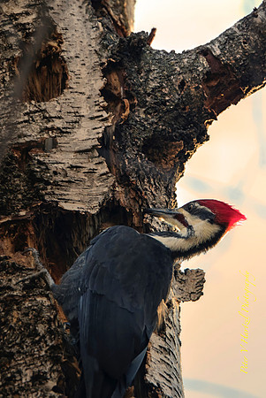 Pileated woodpecker-PVH-high res