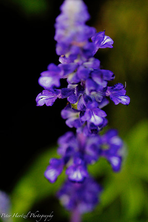 Blue-purple flower