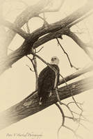 Bald Eagle-old style freedom-PVH