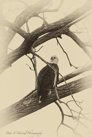 Bald Eagle-old style freedom-PVH