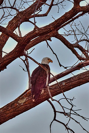 Freedom-Bald Eagle perched-High res PVH