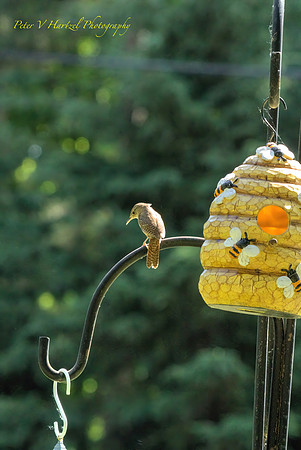 House Wren with sun at the back-SharpenAI-Focus-DeNoiseAI-severe-noise_001