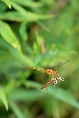 Spot-Wing glider-PVH