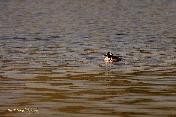 Hooded Merganser in the Golden Hour-topaz-denoise-sharpen.-Photo AI pg_001
