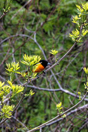 Oriole playing hide and seek