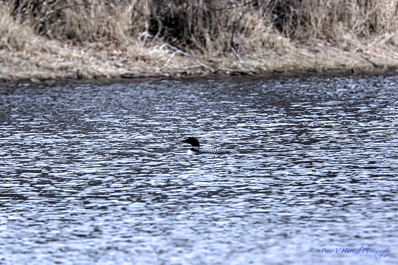 Loon in the pond reflections