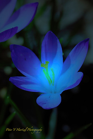 Spring is blooming-Blue blooms