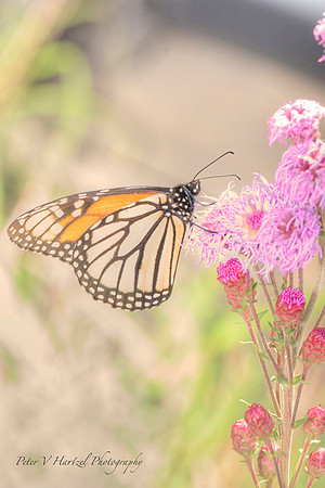 Monarch Morning