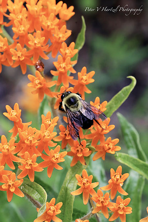 Bee welcoming the summer on milkweed-PVH