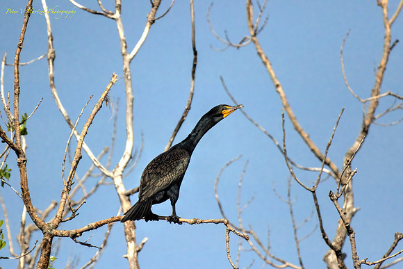 Double-crested Cormorant from pond