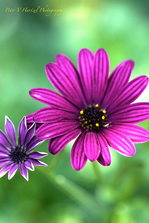 Purple daisy