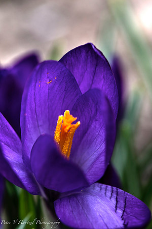 dark purple crocus