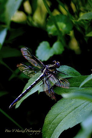Black and gold dragonfly-focus stacked