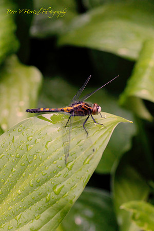 Dragonfly after the rain jpg_PVH.pg